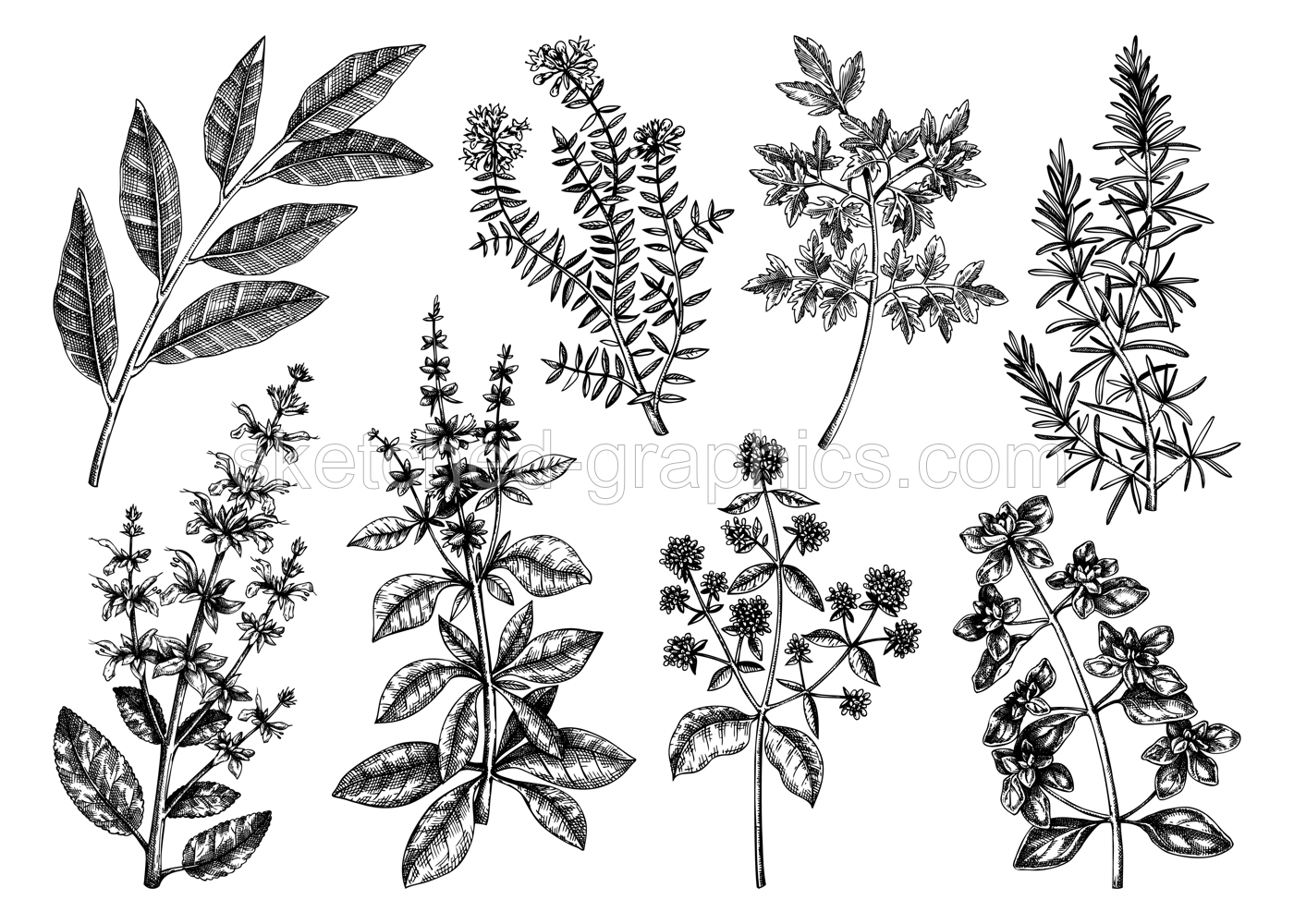 Vector collection of typical herbs and spices for Italian cuisine. Hand-sketched kitchen herbal plants illustration. Aromatic food cooking ingredients collection. Hand drawn herbs set. Illustration